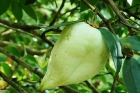 农村人眼中的“茶泡”，以前是小孩的零食，如今为何大人抢着吃？图片