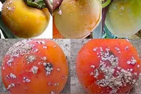 100棵柿树果面长满白点，擦拭时流出红色汁液，什么病虫害呢？图片