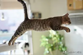 猫咪的跳跃能力，很强大！然而猫不愿跳跃的话，需要考虑这些问题图片