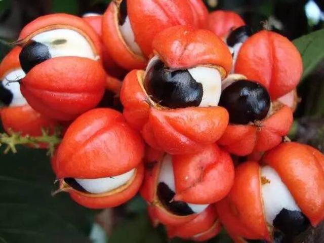 这些不常见的水果，你吃过几种？