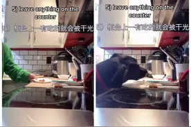 在家里养巨大狗狗生活中有哪些不便？外国少女亲口说出了她的烦恼图片