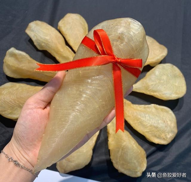 鱼胶是不是越大越好 2026年鱼胶是不是越大越好呢