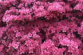 临沂临港区有一株“花王”，盛放之时惊艳全城！图片