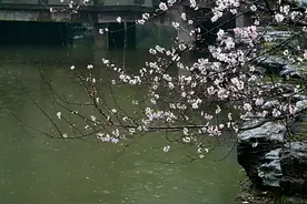 三月初八的小雨图片