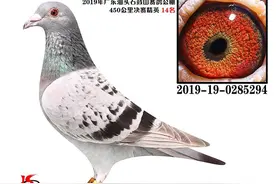 海霸王詹森2018-2019年秋季公棚赛绩鸽欣赏图片