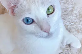 一只被遗弃的残疾双色瞳孔猫，被新主人收养后，摇身一变成网红图片