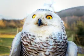 “不怕夜猫子叫，就怕夜猫子笑”啥意思？真的假的？答案来了图片