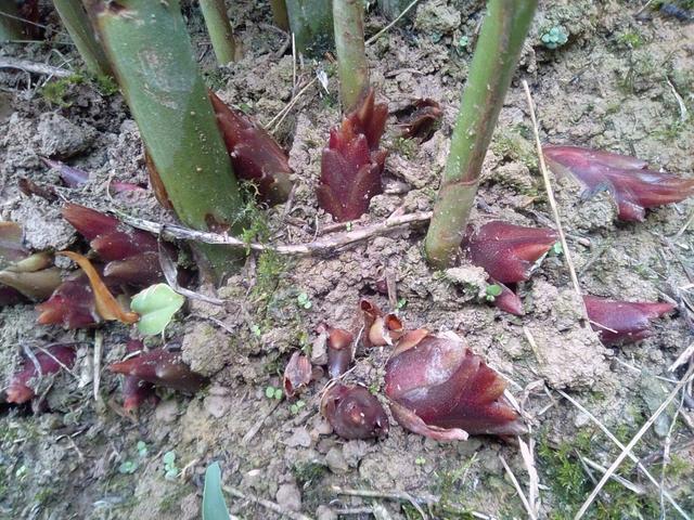 农村5种地下蔬菜，全程不长虫不用打药，种下去就有得吃的懒人菜