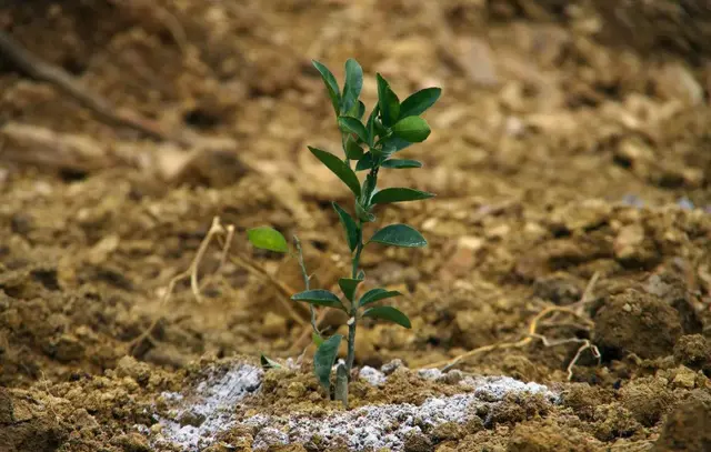 果树全营养“四肥”调理技术