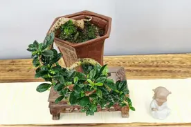 福建茶盆景，小叶品种带果实图片