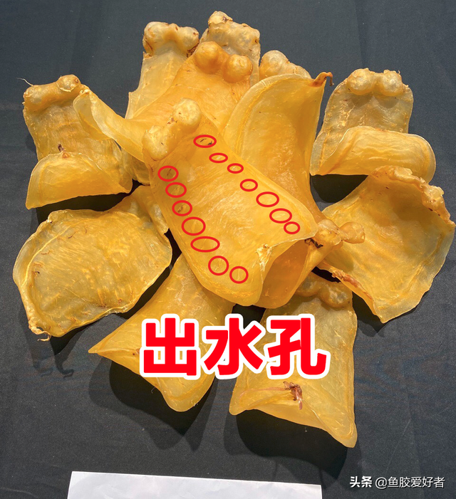 三牙小赤嘴鱼胶 2026年三芽赤嘴鱼胶