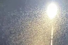 水蚁出没请注意！三招教你对付水蚁群图片