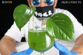 当你的鱼缸水变绿了，有一个妙招可以用，有一个妙招不要用图片