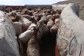 新疆昭苏61万只羊洗药浴：增强抗病力，为转场过冬做准备