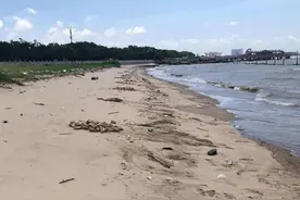 东莞海滩出现大量猪蹄和不明动物内脏 警方介入调查