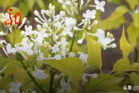 丁香花开满城香，这里丁香不一样！叶子的形状和颜色都是你从未见过的图片