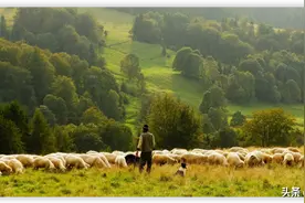 中国地主在新西兰：有人坐拥万顷良田，有人卖掉北京房，牧马放羊图片