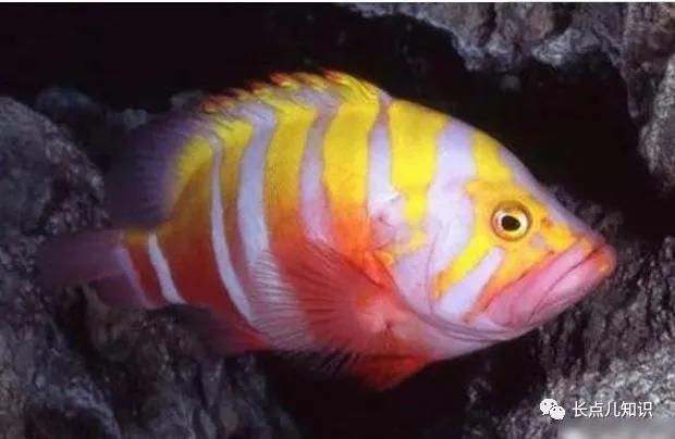 世界十大最贵的鱼 2025年世界十大最贵的鱼翅 世界十大最贵的鱼 2025年世界十大最贵的鱼翅