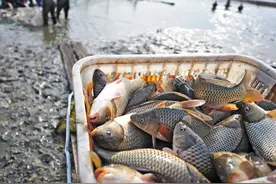 中国：“二锅头鱼”养了30多年，挪威：凭一条“茅台鱼”制霸全球图片