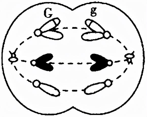 2022届高三开学摸底考试生物试卷（河北卷）