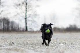 恶狗咬死小学生，为何要“请爱狗人士出来走两步”？图片