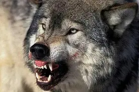 极度恐慌:南疆惊魂图片