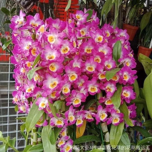 贝拉小蜜蜂草本身体乳