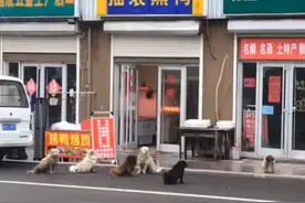 青岛：流浪狗守在熟食店前，乖乖排队等着开饭，画面引人爆笑图片