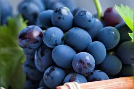 葡萄树的种植方法图片