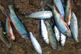 农村过去有这9种捕鱼方式，如今这几种属于违法行为图片