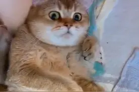 母猫看着一群幼崽，脸上的表情过于真实了：这些小东西是哪里来的图片