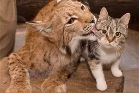 一起生活的猞猁与猫图片