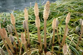 问荆、木贼、节节草的简易识别方法和用途图片