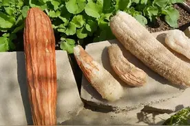 每日一中药——丝瓜络图片