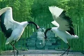 现代诗 | 鹤舞图片