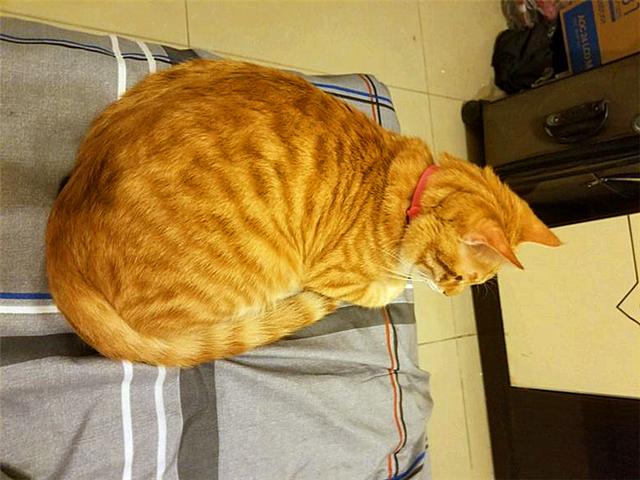 黄狸其实也是橘猫，相比宠物大橘而言，它更适合我们中国人