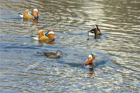 长白山下二道白河野鸭湖来了稀客——中有双飞鸟，自名为鸳鸯！图片