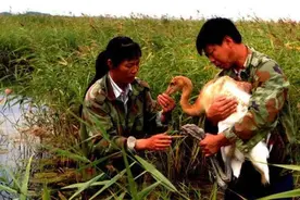 一首让无数人流泪的歌，真实故事更伤感：姐弟为鹤牺牲，侄女接班图片