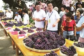 在甜蜜的田野上图片