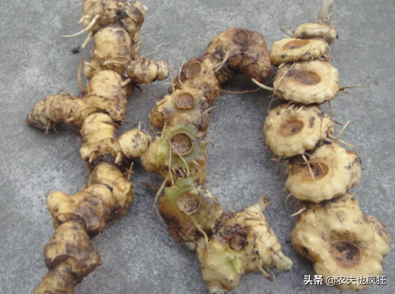 浜虹О鈥滆€佽檸濮溾€濓紝闀跨浉閰蜂技鐢熷锛屽瘜鍚?7绉嶆皑鍩洪吀锛屾敹璐环8鍏?鏂? onerror=