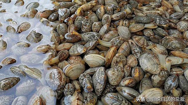 蛤、蚶、蛏、蚝、蚬有什么区别？这是一群美味海怪与人类的故事