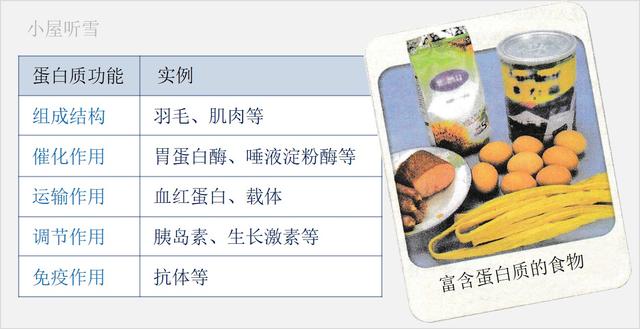 突破氨基酸结构难点，轻松掌握《生命活动的承担者——蛋白质》