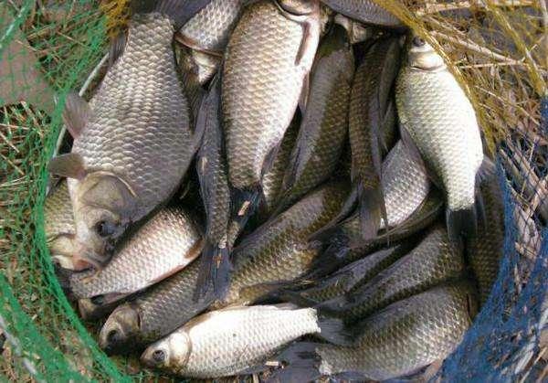 钓鱼小药使用手册（搭配技巧+27种常用小药用法）