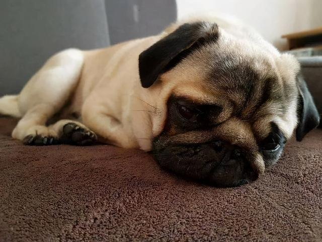 狗狗流眼泪是因为"难过"?