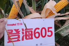 当前，黄淮海占主导地位的玉米品种有哪些？今天告诉你图片