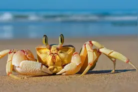 陆地上最大的螃蟹，能长到1米长重达12斤，但还是逃不过吃货的嘴图片