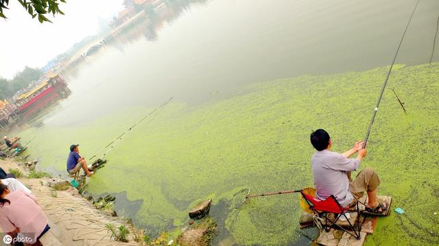 小鸡饲料用于窝料、钓饵，组成成分是基础，鱼的嗅觉、味觉很关键