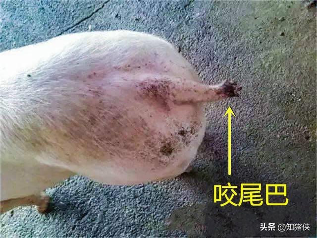 猪互相咬尾巴或咬耳朵是什么原因？9个应对措施帮您消灭此病
