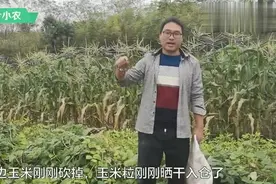 第二茬鲜玉米可以吃了，农村小伙去掰玉米，发现了啥，这么开心？