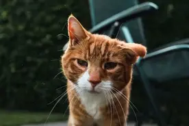 怎样鉴别一只猫的年龄，6个方面，察言观色，快来试试吧图片